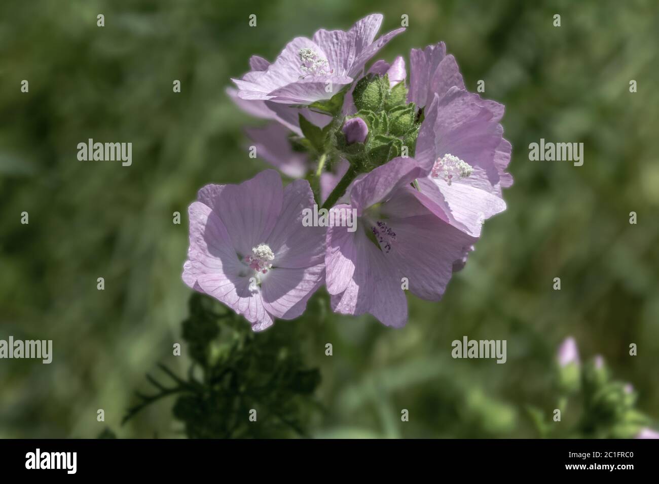 Cranesbill, fioritura rosa (Geraniaceae), giugno Foto Stock