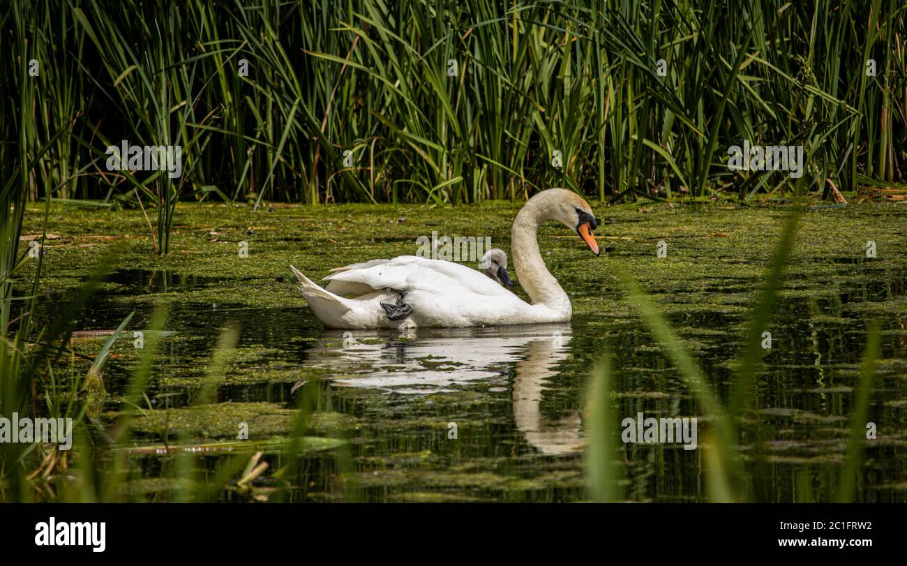 Mute swan e bambino Foto Stock