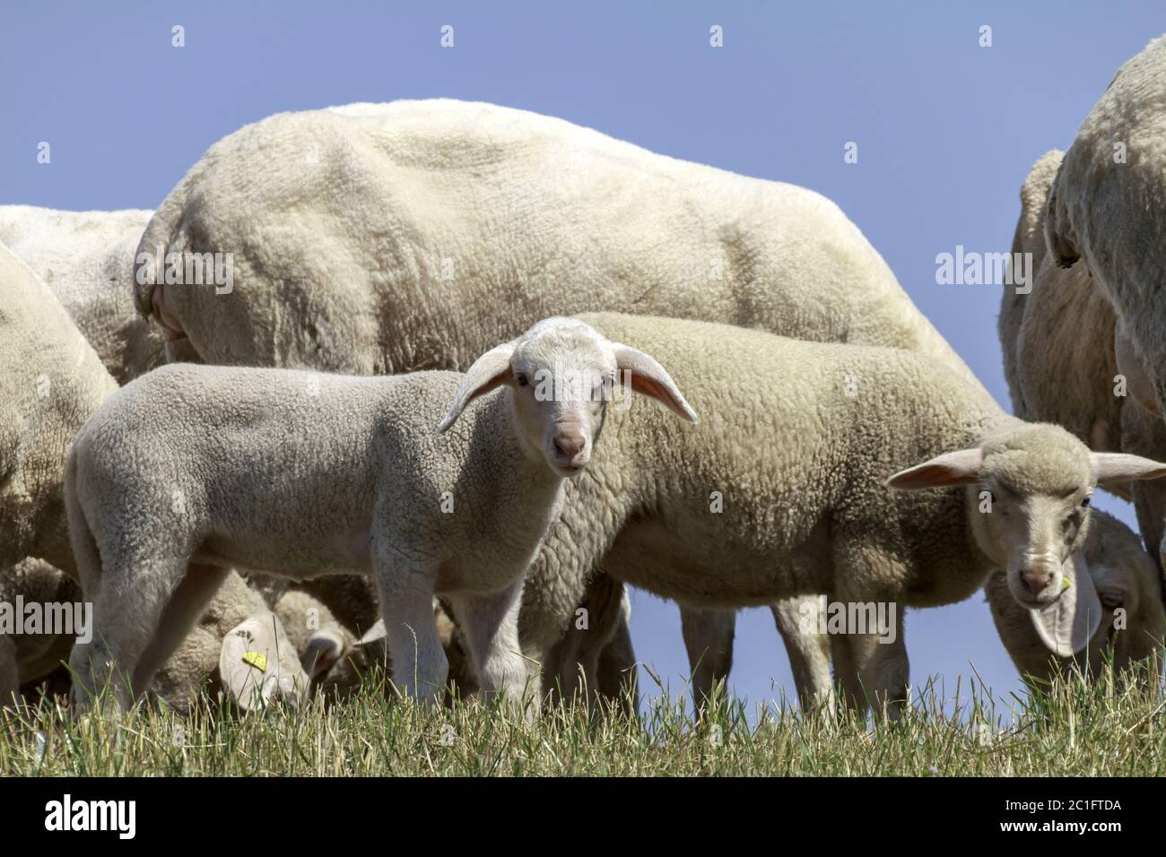 Deich pecora con agnelli sul basso Reno, giugno, Nord Reno-Westfalia, Germania, Europa Foto Stock
