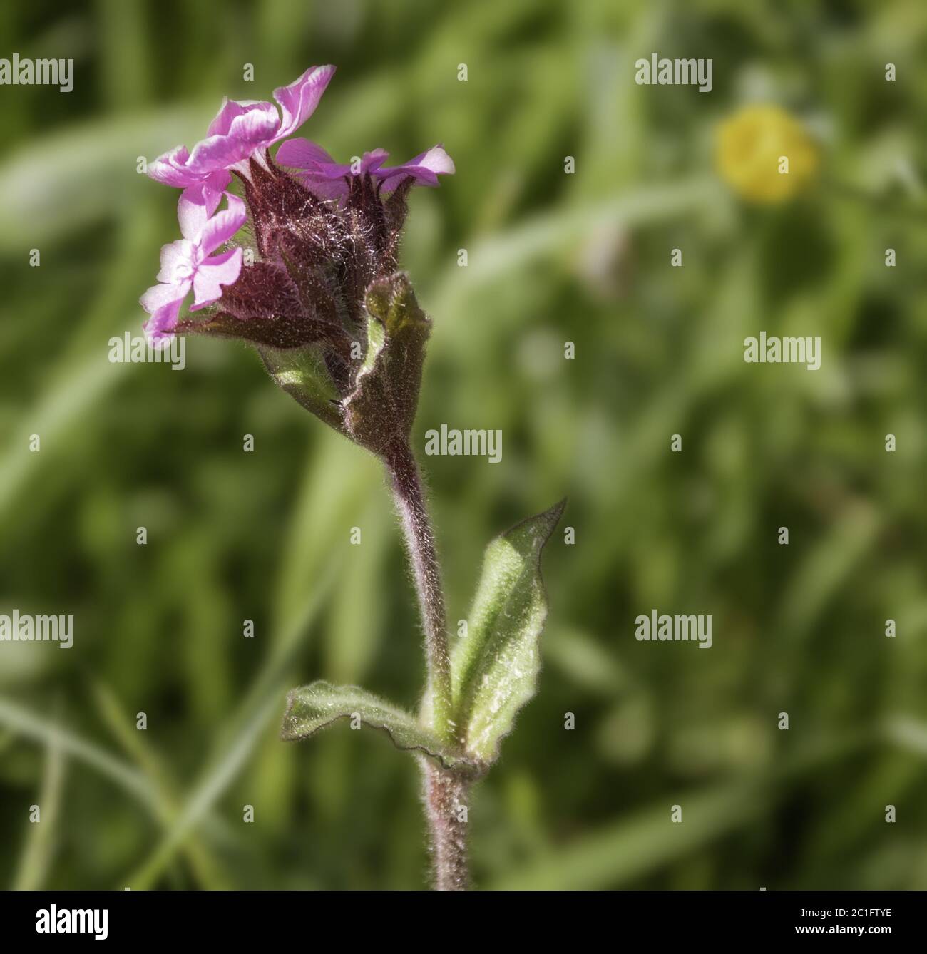 Garofano rosso, Silene dioica rosso morweed, maggio Foto Stock