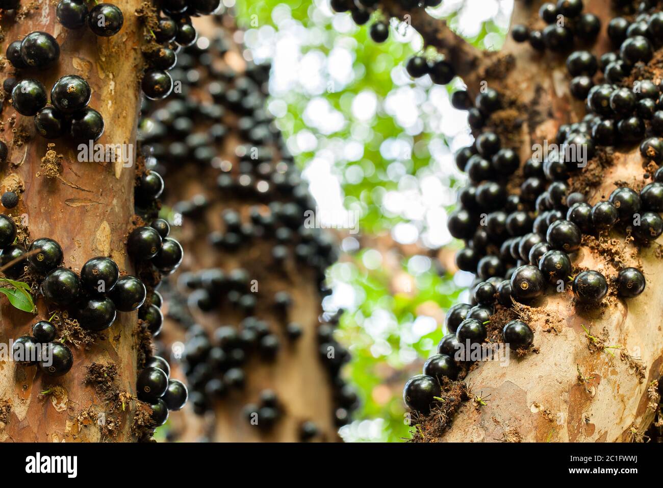 Jaboticaba albero brasiliano con un sacco di frutti soffiati sul tronco  Foto stock - Alamy