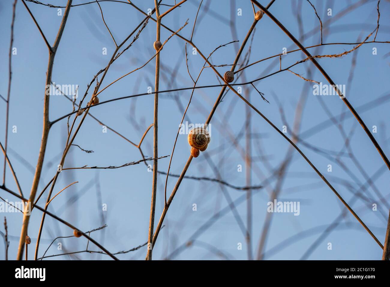 Lumache che vivono su rami secchi Foto Stock