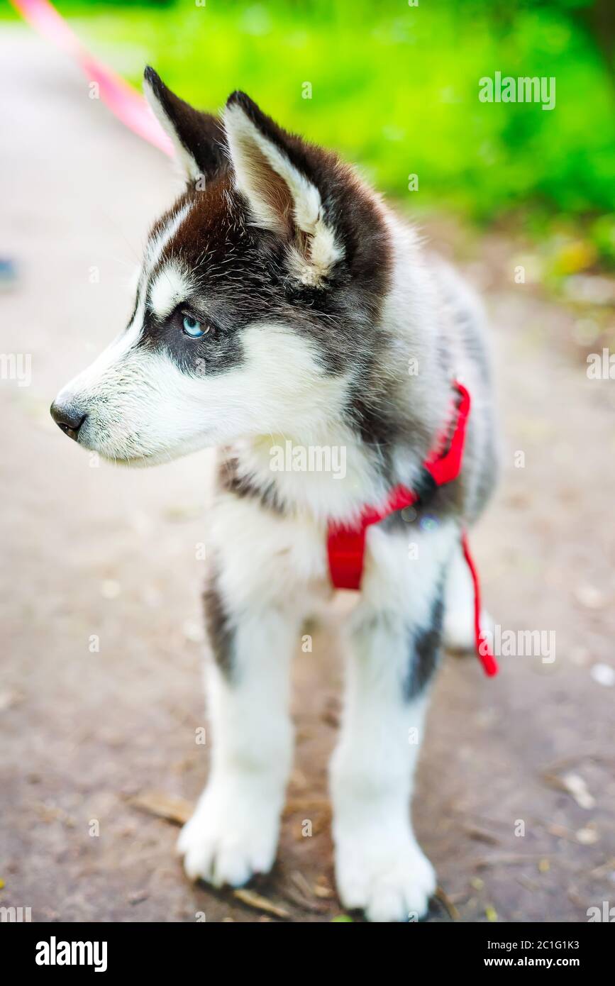 Il piccolo Husky Siberiano alleva il cane adagiato su un'erba verde nella foresta al guinzaglio Foto Stock