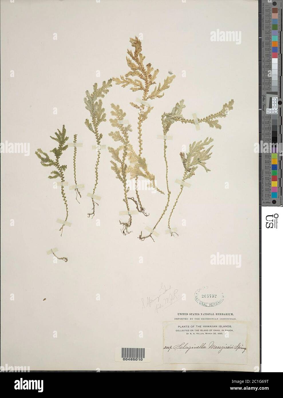 Selaginella menziesii Selaginella menziesii. Foto Stock