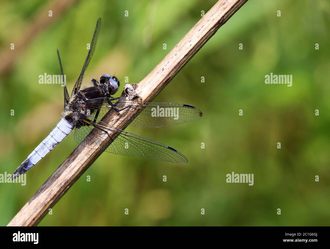 il punto più alto di libellula fulva dal lago mindel Foto Stock