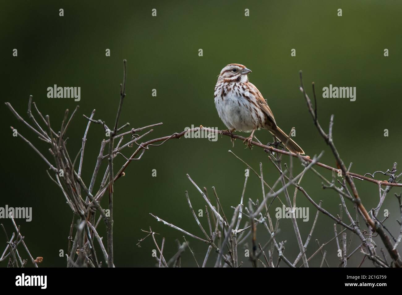 Un passero di canzone seduto su un ramo Foto Stock