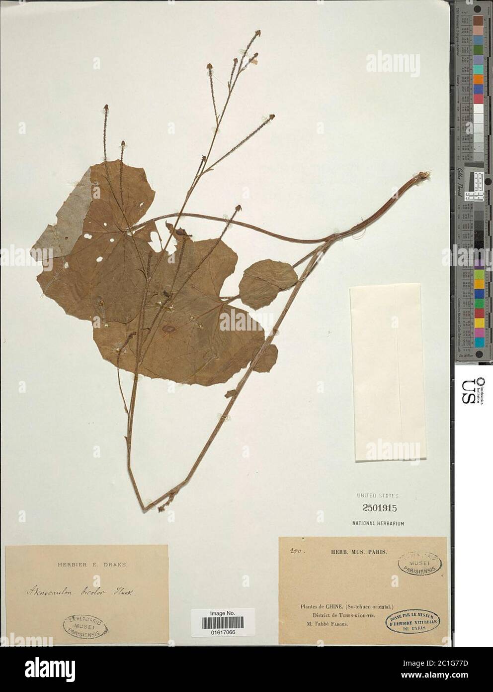 Adenocaulon himalaicum Edgew Adenocaulon himalaicum Edgew. Foto Stock
