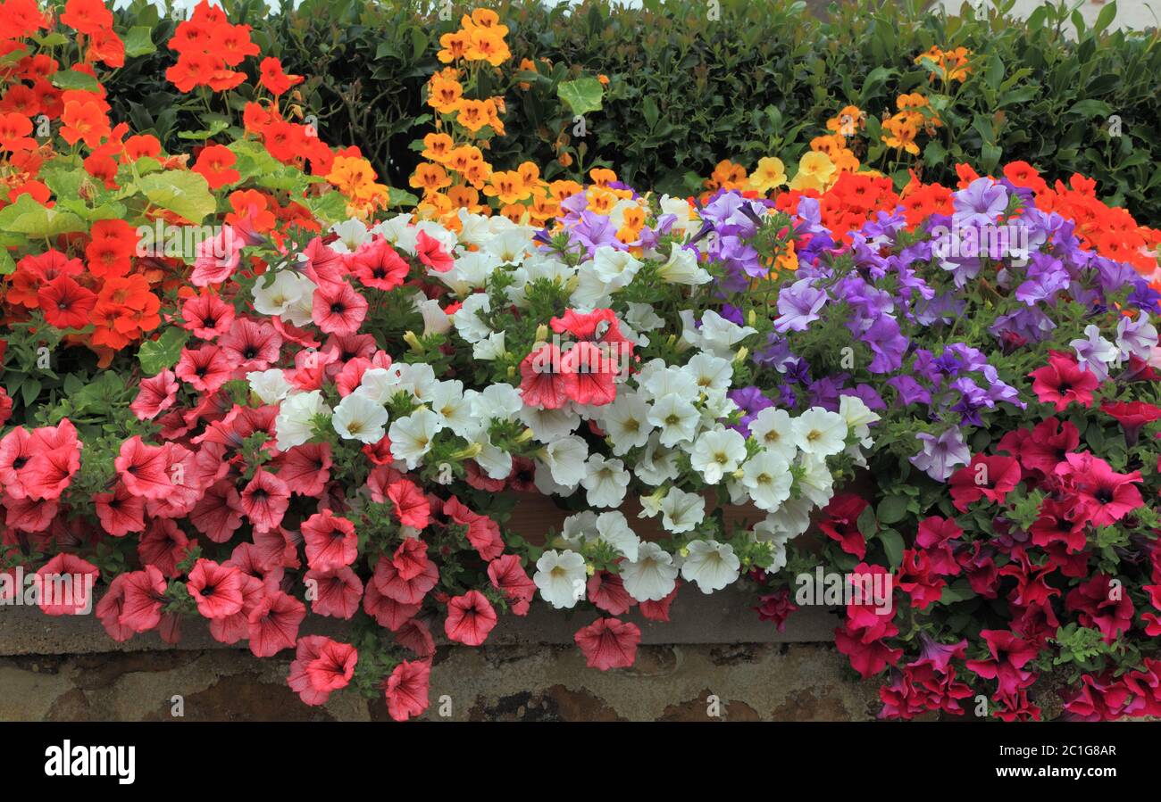 Petunie, a sbalzo, parete da giardino, piante da letto, colori misti, piante annue Foto Stock