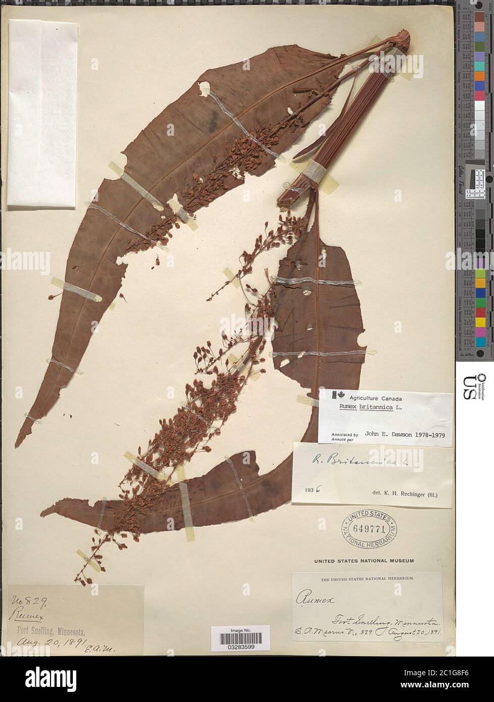 Rumex britannica Rumex britannica. Foto Stock