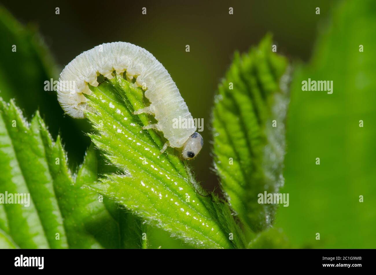 Sawfly comune, Taxonus sp., larva che alimenta su Bramble, Rubus sp. Foto Stock