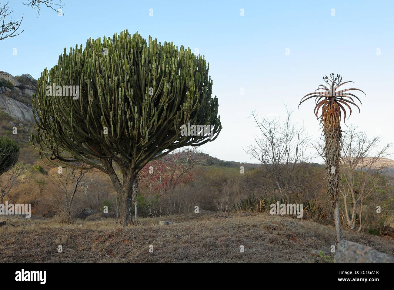 Albero di cactus dallo Zimbabwe Foto Stock