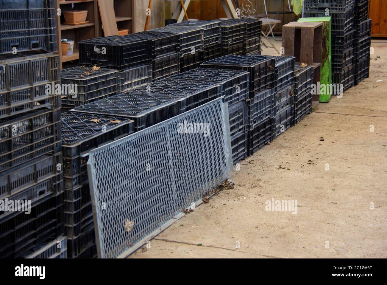 Interno della serra Foto Stock