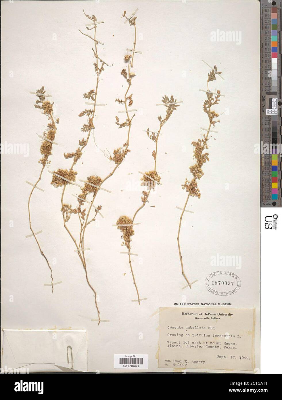 Cuscuta umblellata Kunth Cuscuta umblellata Kunth. Foto Stock