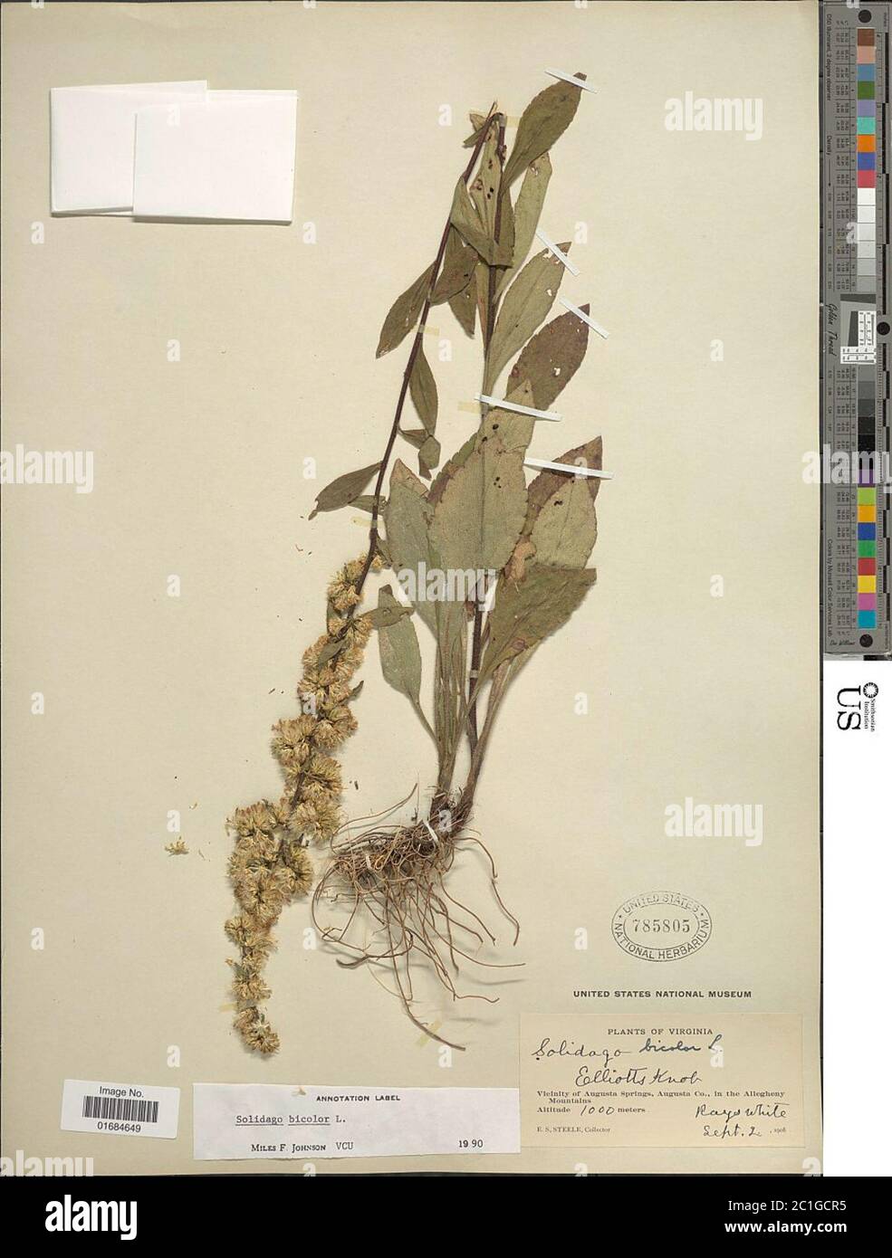 Solidago bicolore L Solidago bicolore L. Foto Stock Solidago bicolore L Solidago bicolore L. Foto Stock