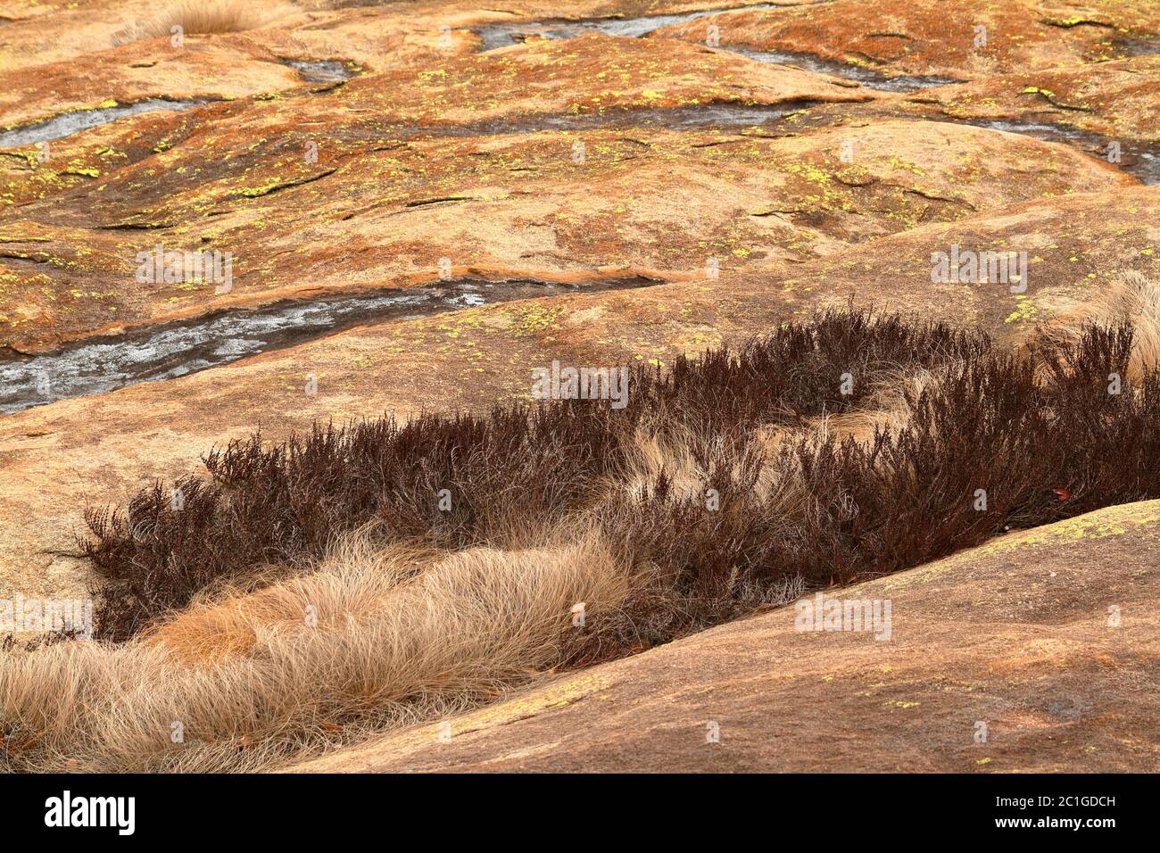 Erba secca nella savana Foto Stock