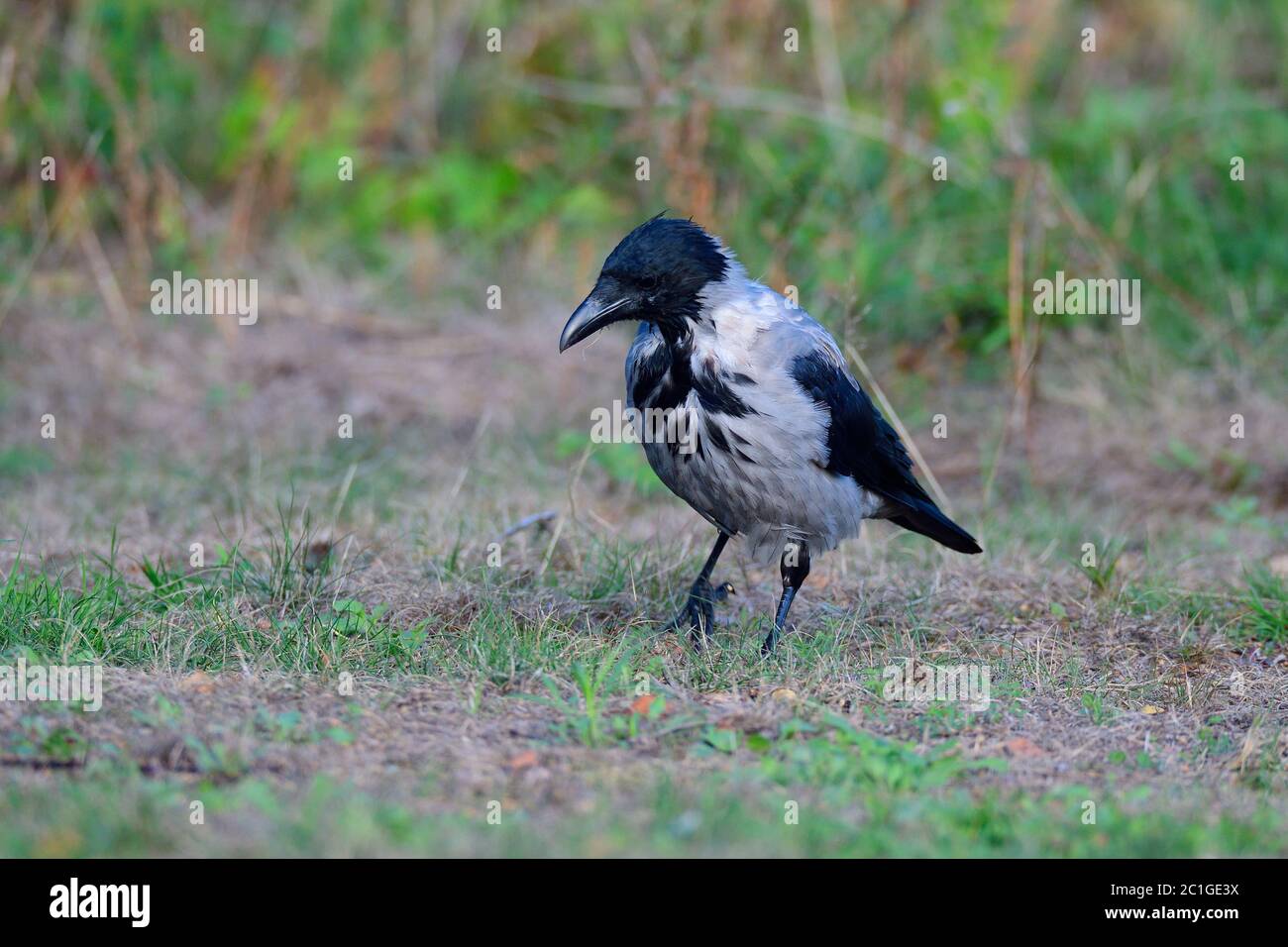 Carrion corvo alla ricerca di cibo Foto Stock