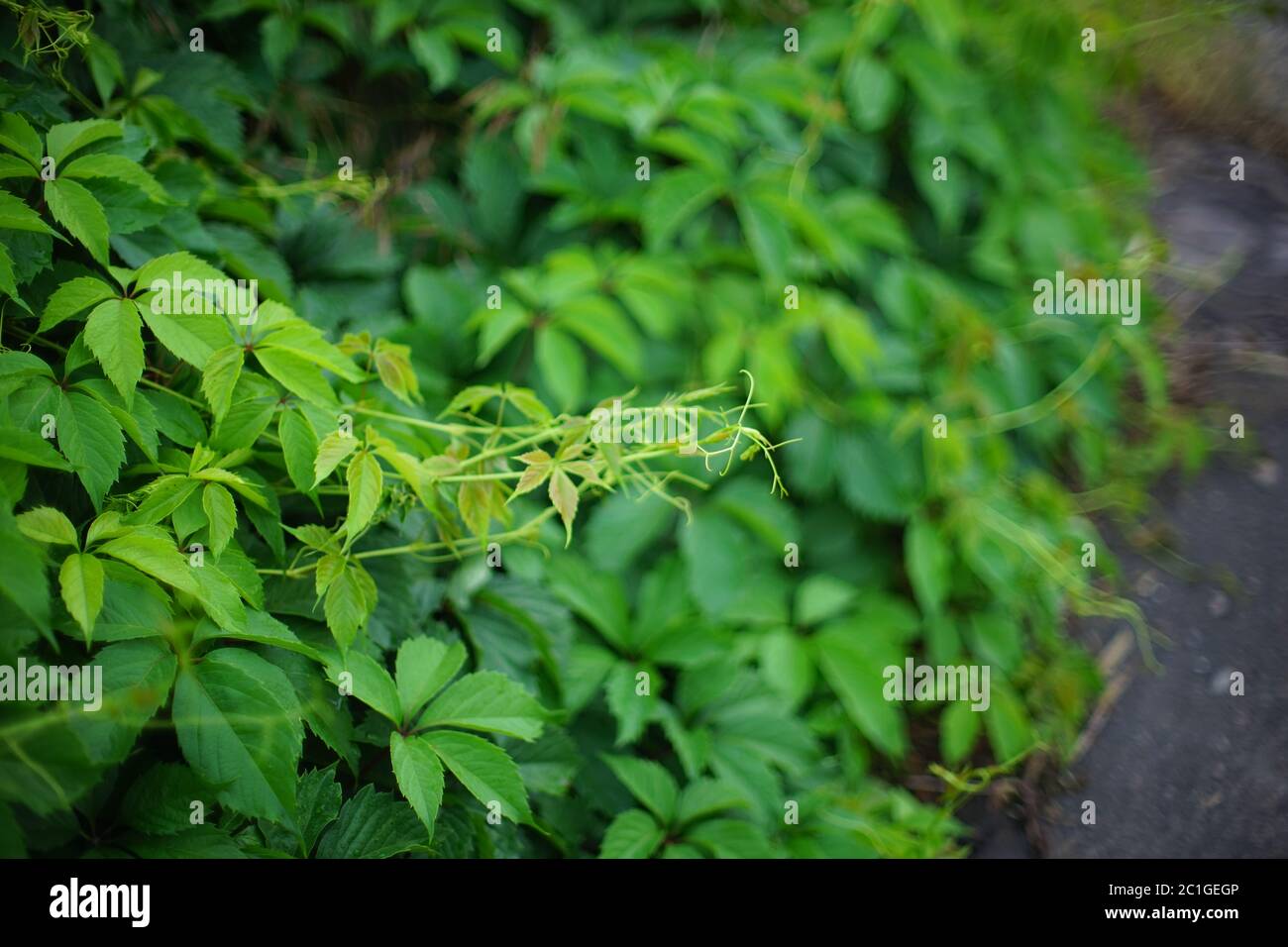 Foglie verdi fresche di uva selvatica crescono in giardino. Foto Stock