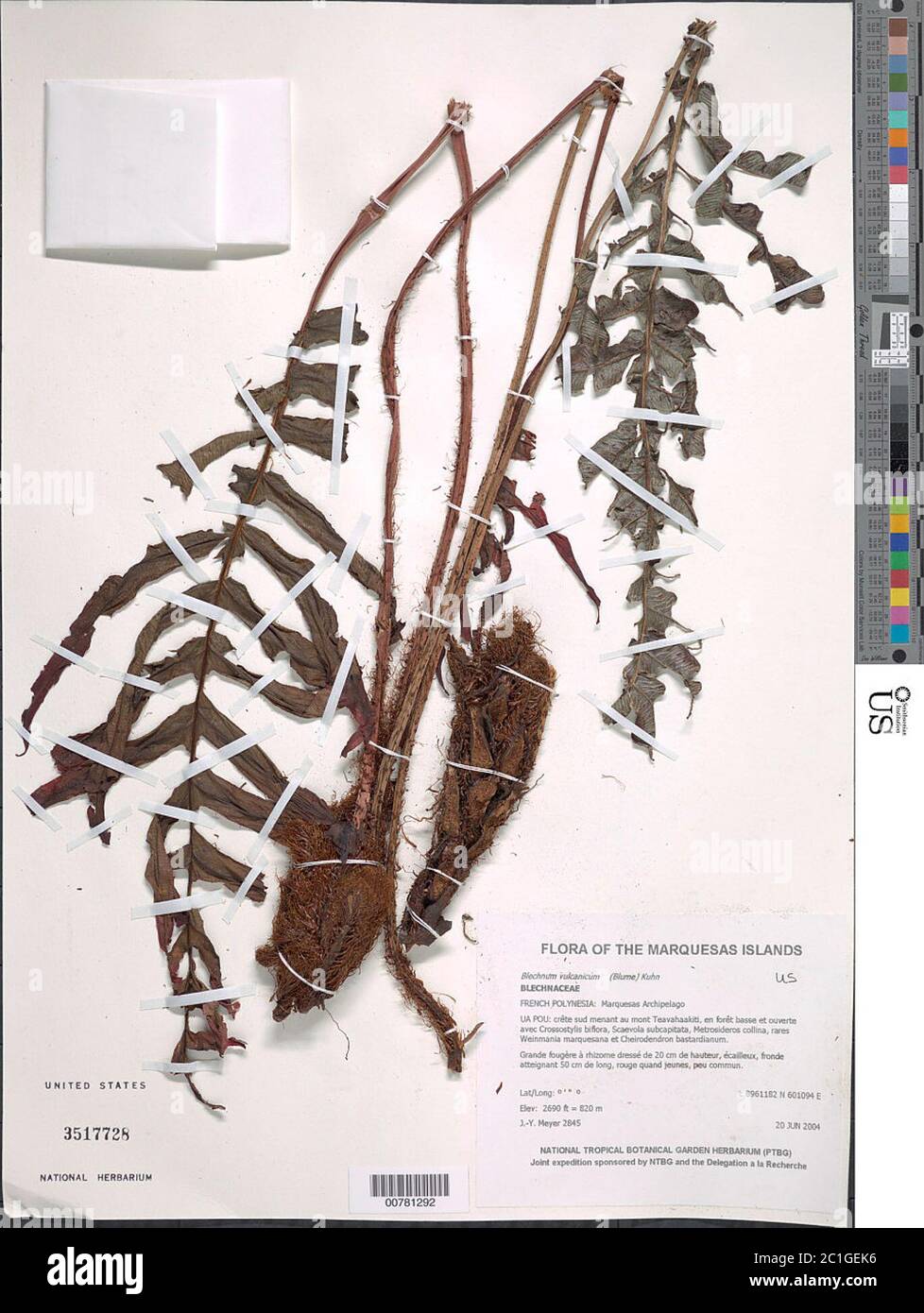 Blechnum vulcanicum Blume Kuhn Blechnum vulcanicum Blume Kuhn. Foto Stock
