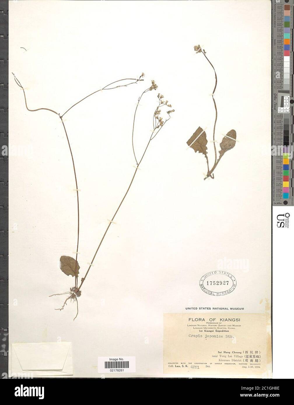 Crepis japonica L Benth Crepis japonica L Benth. Foto Stock