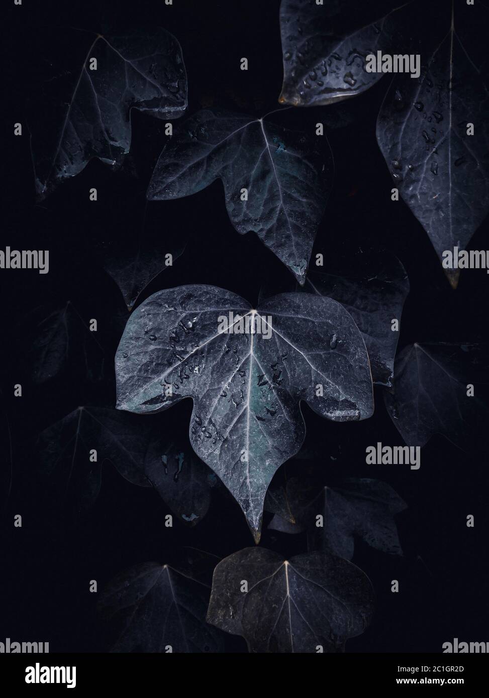 astratto foglie di pianta blu tessitura nel giardino Foto Stock