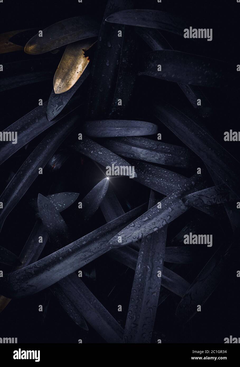 astratto foglie di pianta blu tessitura nel giardino Foto Stock