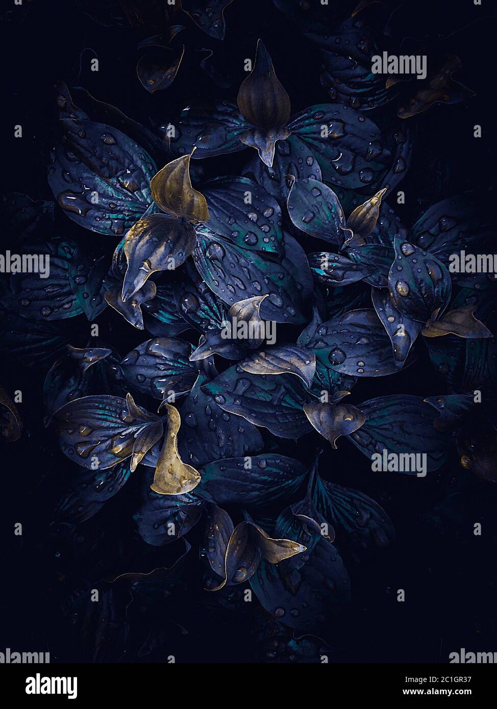 astratto foglie di pianta blu tessitura nel giardino Foto Stock