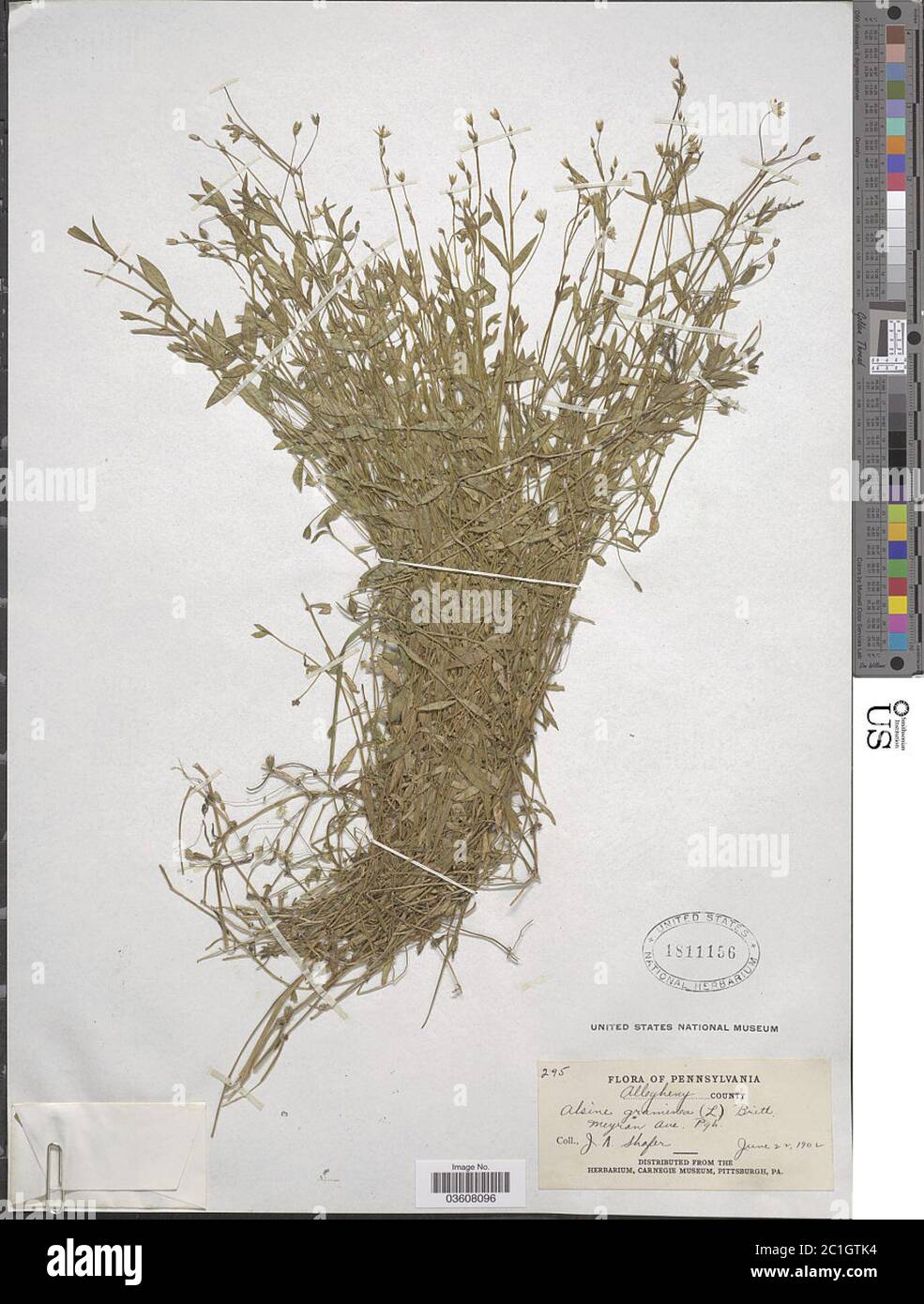 Stellaria gramininea L Stellaria graminea L. Foto Stock