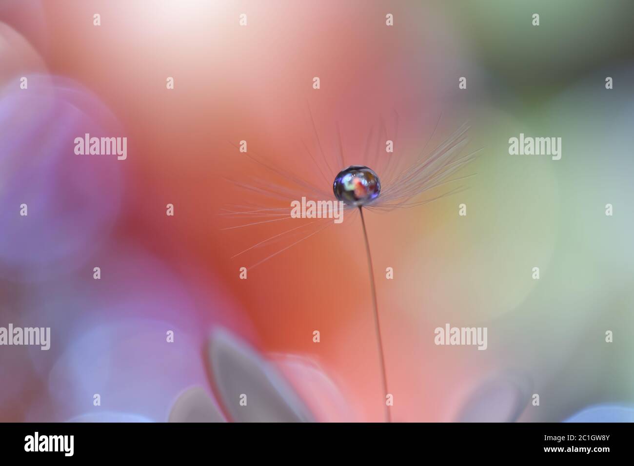 Incredibilmente bella natura.Arte fotografia.Conceptual abstract image.Web Banner.Valentine day.Love. Foto Stock