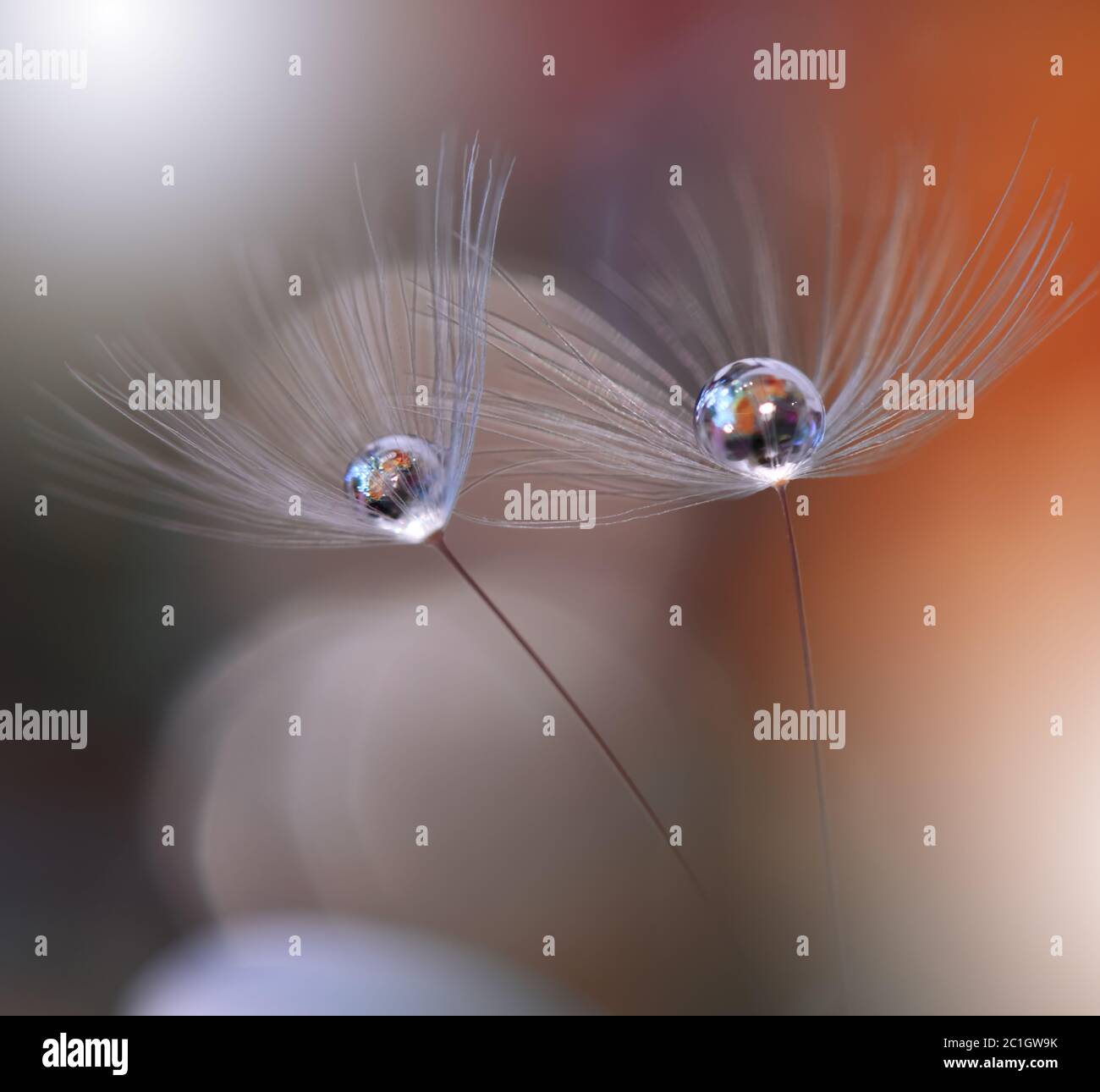 Incredibilmente bella natura.Arte fotografia.Conceptual abstract image.Web Banner.Valentine day.Love. Foto Stock