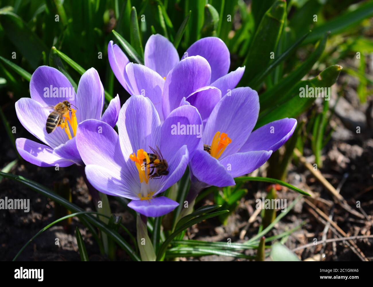 Primo piano foto di Crocus Flower and Bees Foto Stock