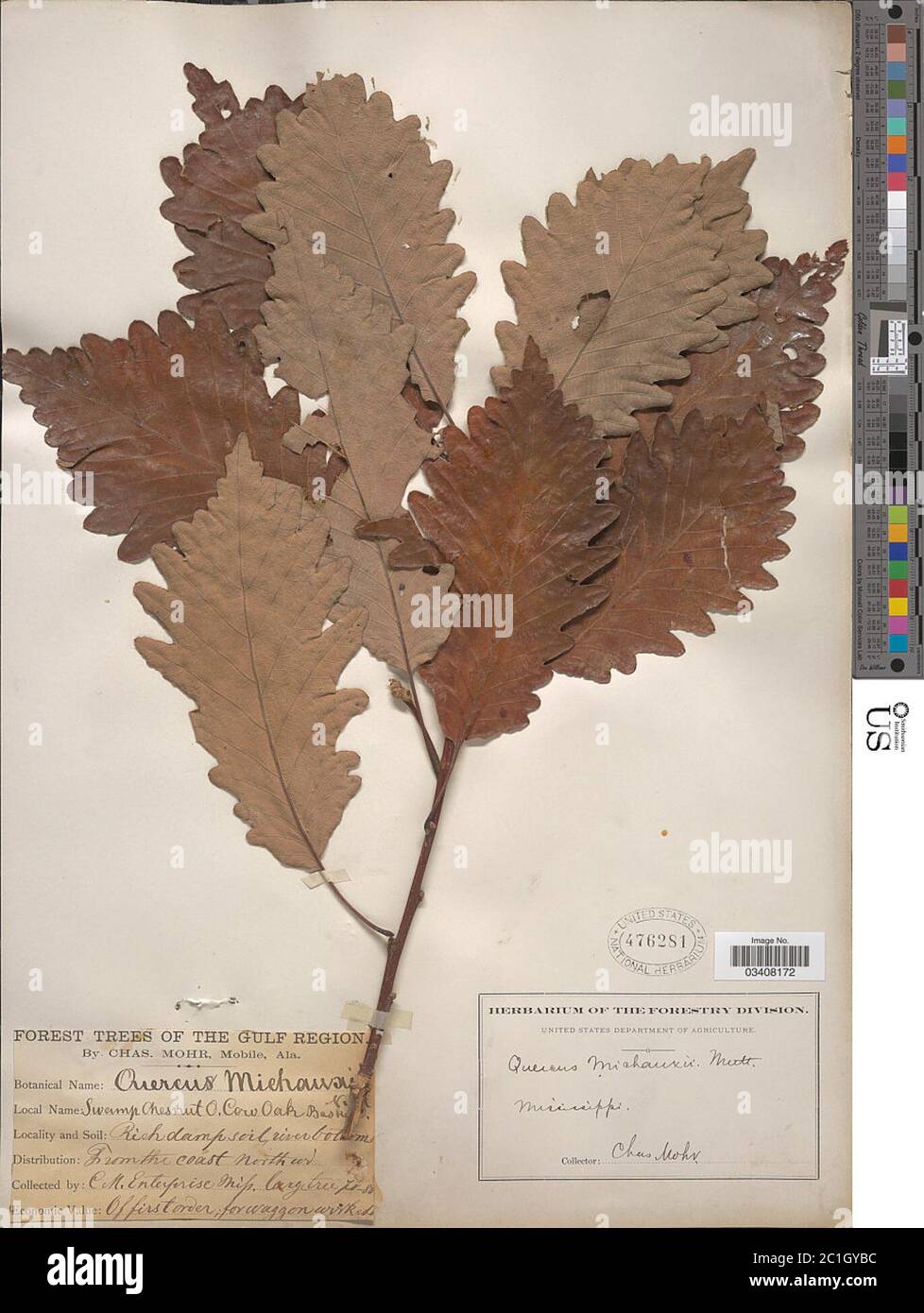 Quercus prinus L Quercus prinus L. Foto Stock