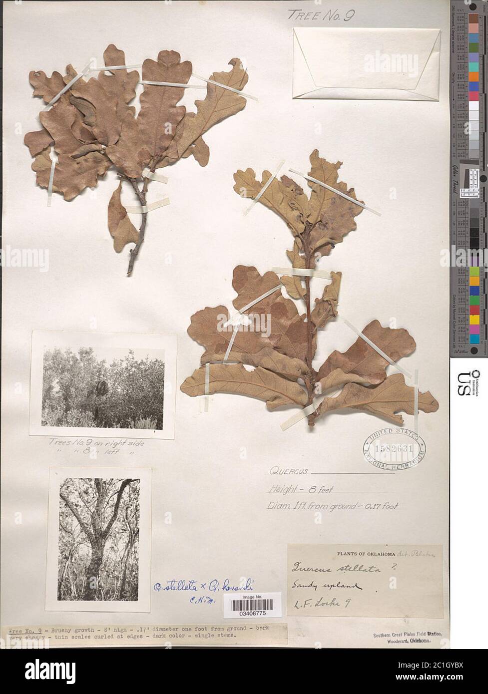 Quercus stellata Wangenh Quercus stellata Wangenh. Foto Stock