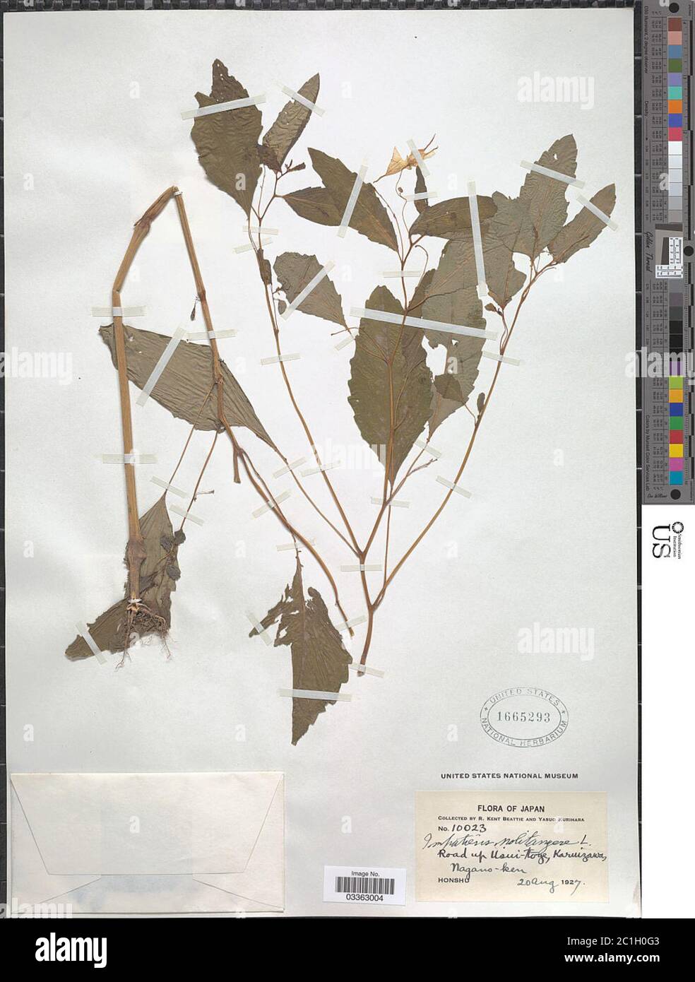 Impatiens nolitangere L Impatiens nolitangere L. Foto Stock