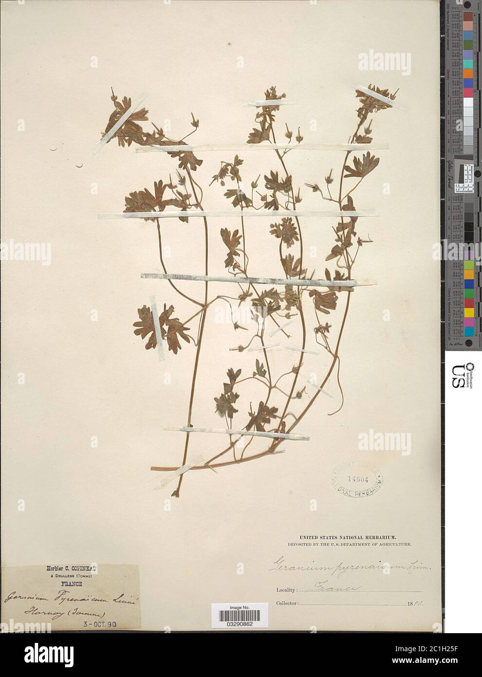 Geranio pirenaicum Burm f Geranium pirenaicum Burm F. Foto Stock