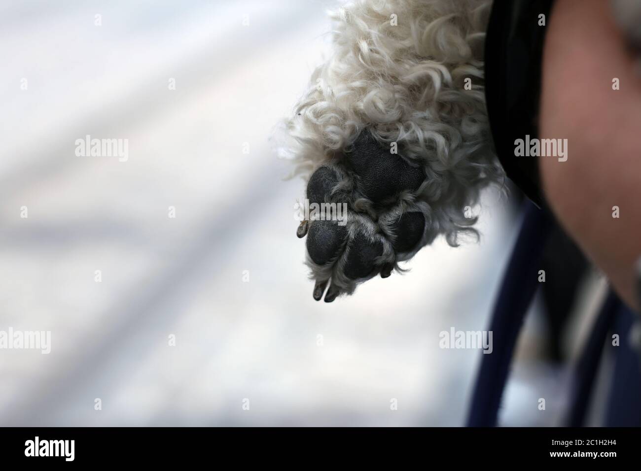 Paw di un piccolo cane bianco del puodle stretta dal relativo proprietario. Immagine a colori di primo piano. Foto Stock