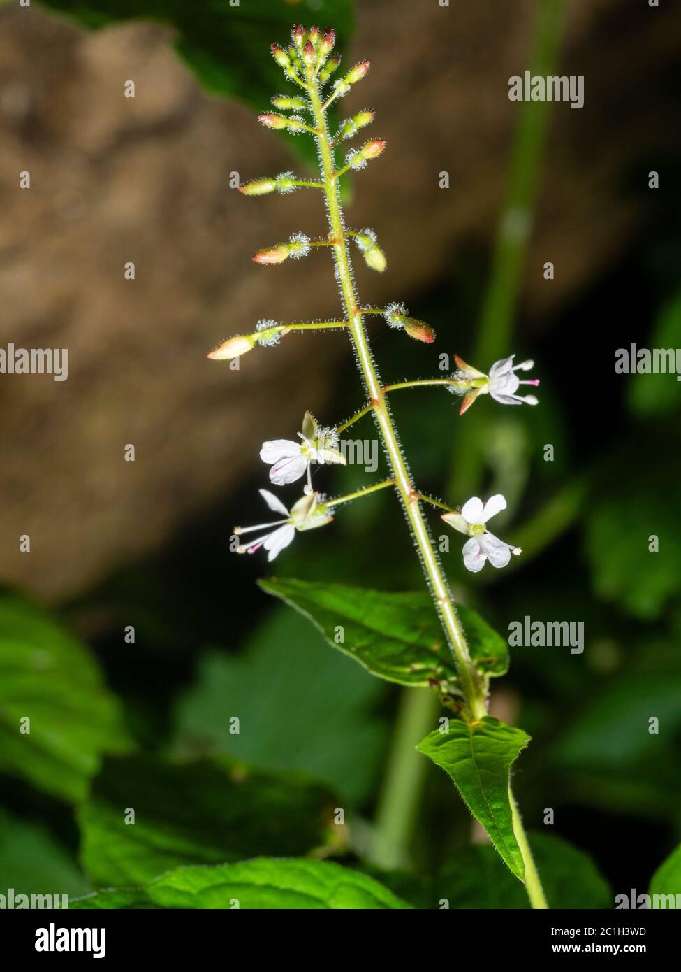 Fiori bianchi d'estate nella punta del fiore selvatico del bosco britannico, la vasta ombra di incantatore di lievito, Circaea lutetiana Foto Stock