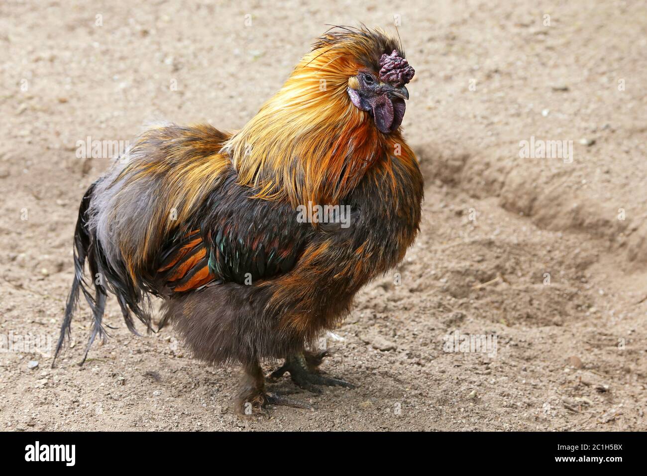 Pollo di seta dell'Asia orientale Foto Stock