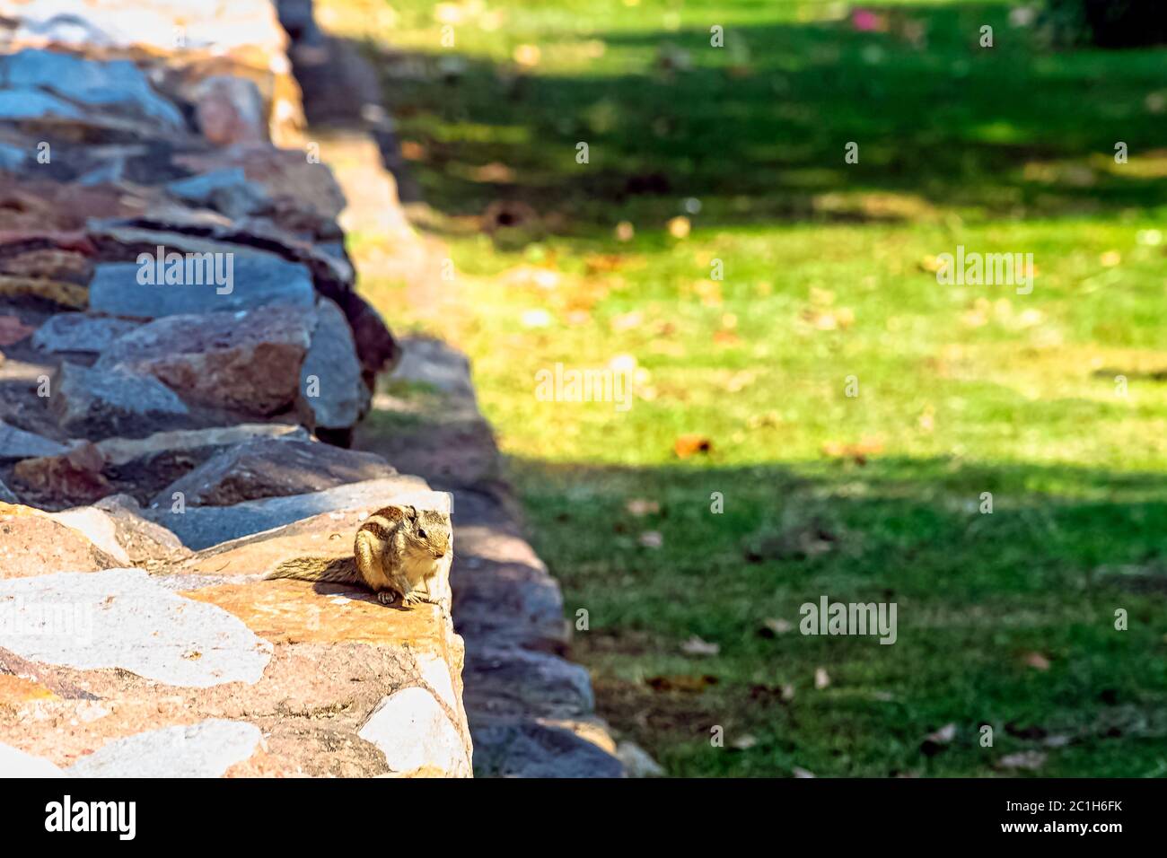 Scoiattolo di palma indiano o scoiattolo di palma a tre righe (Funambulus palmarum) - Nuova Delhi, India Foto Stock