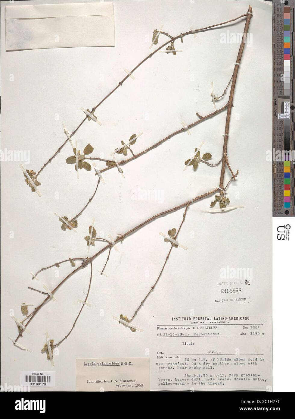 Lippia origanoides Kunth Lippia origanoides Kunth. Foto Stock