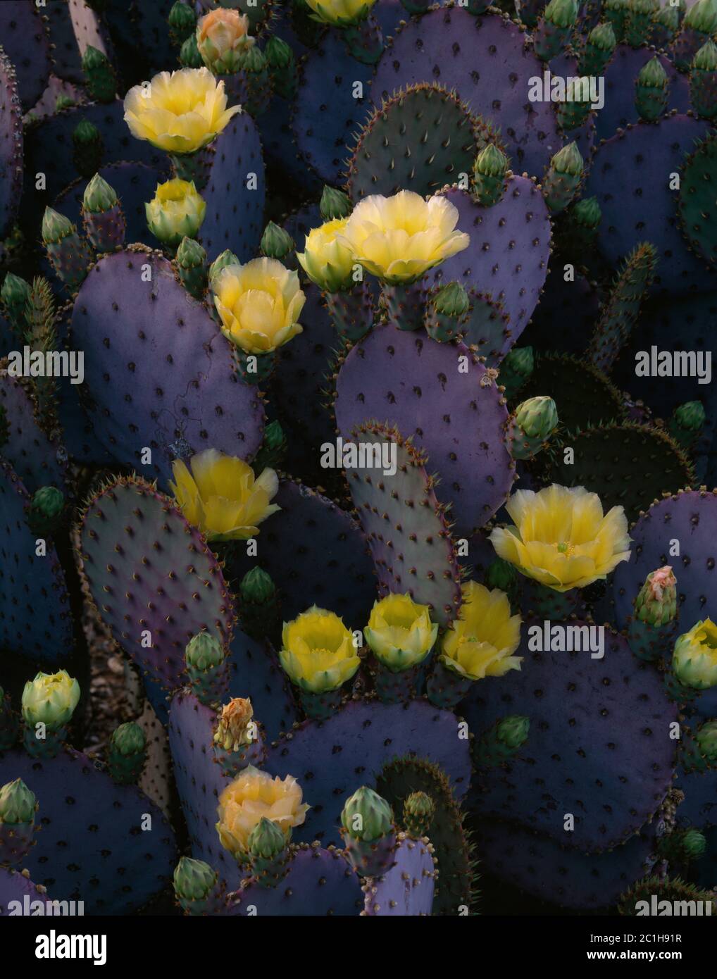 Tucson Mountains Pima County AZ / APRILE luce soffusa sulle pale viola e fiori di scarlatto del cactus di pera di Santa Rita prickly ai piedi Foto Stock