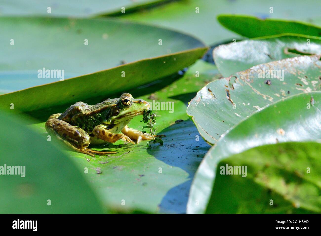 Rana commestibile mangiare piante d'acqua in uno stagno. Foto Stock