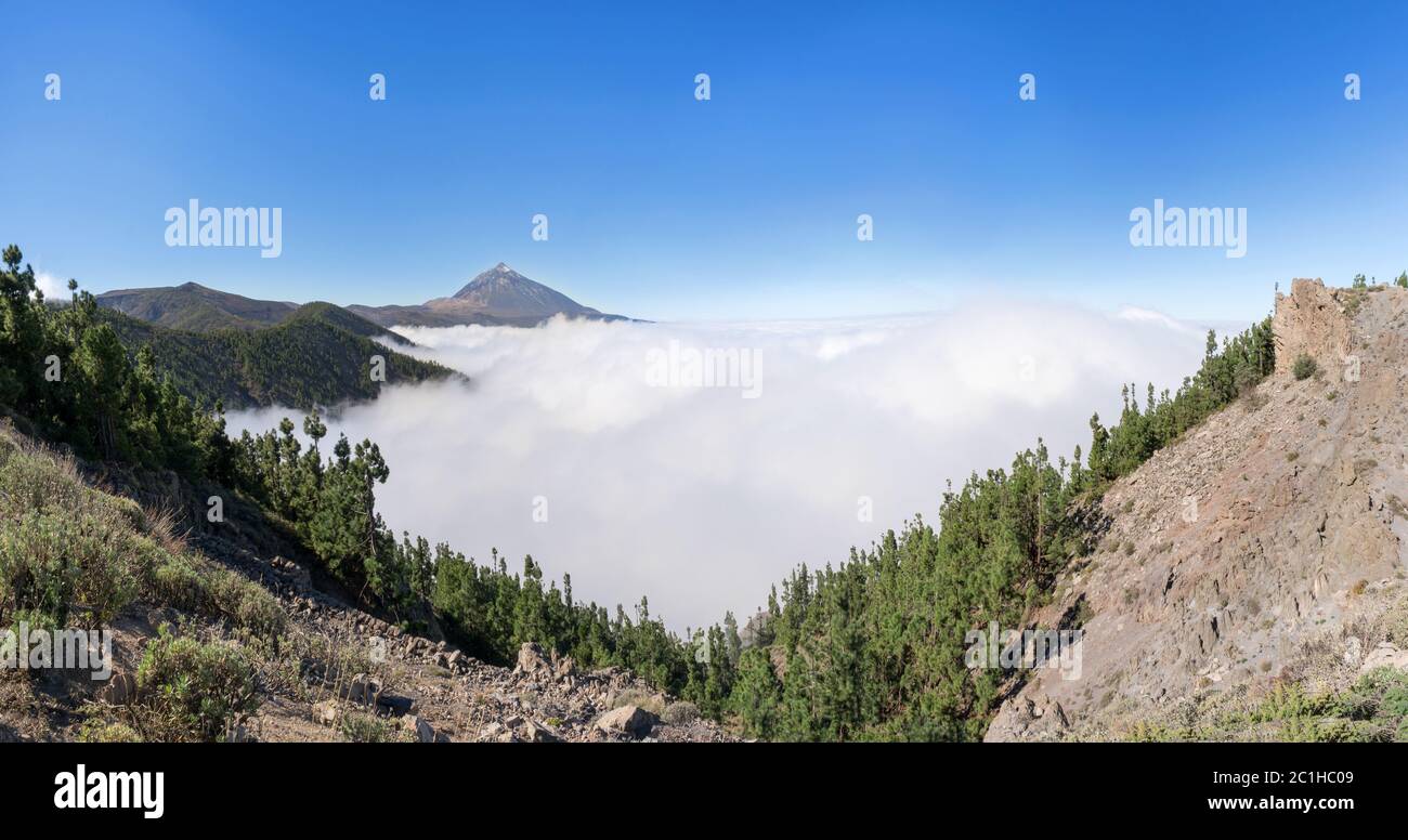 Foresta sopra le nuvole nella parte nord-orientale del parco nazionale Tenerife con Teide Foto Stock