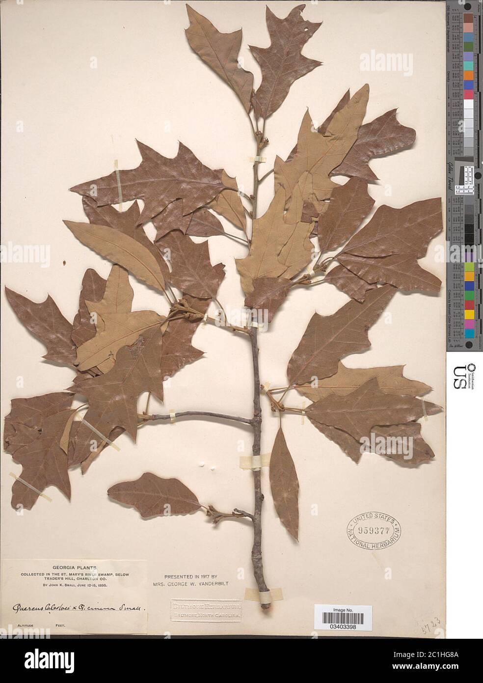 Quercus ashei Sterrett nom illeg Quercus ashei Sterrett nom illeg. Foto Stock