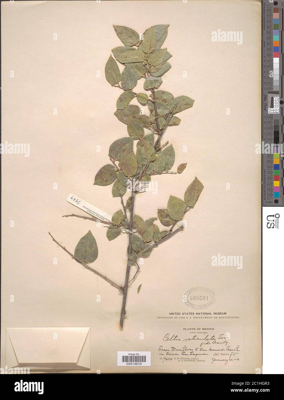 Celtis reticolata Torr Celtis reticolata Torr. Foto Stock