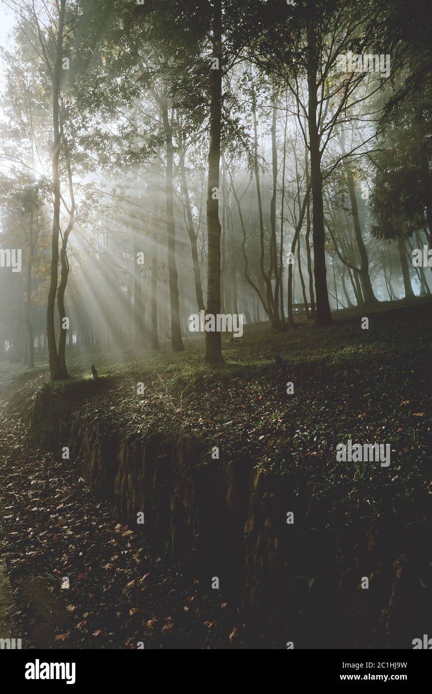 alberi e nebbia nella foresta Foto Stock