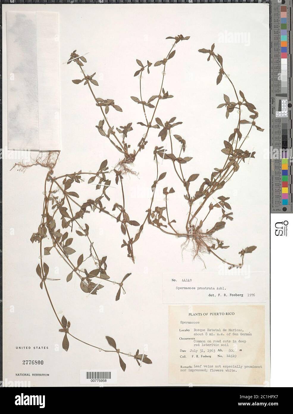 Spermacoce prostrata Aubl Spermacoce prostrata Aubl. Foto Stock