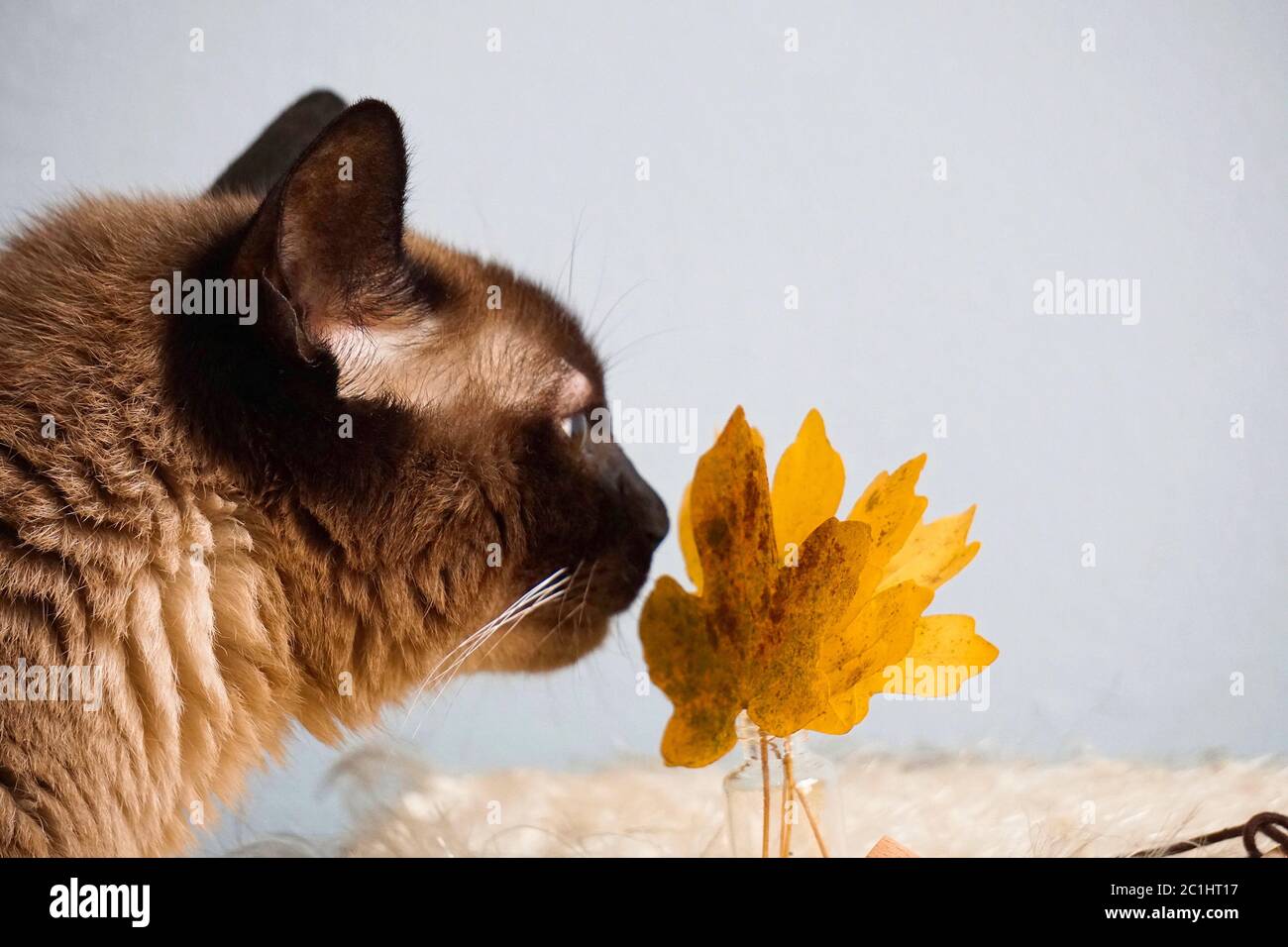 gatto gattino marrone ritratto Foto Stock