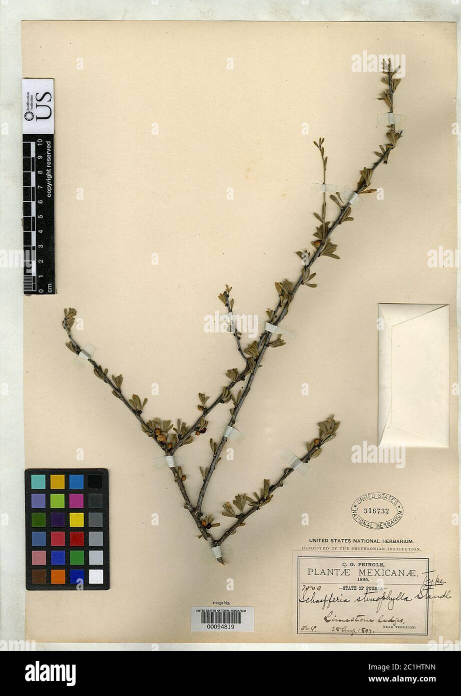 Schaefferia stenophylla Standard Schaefferia stenophylla. Foto Stock