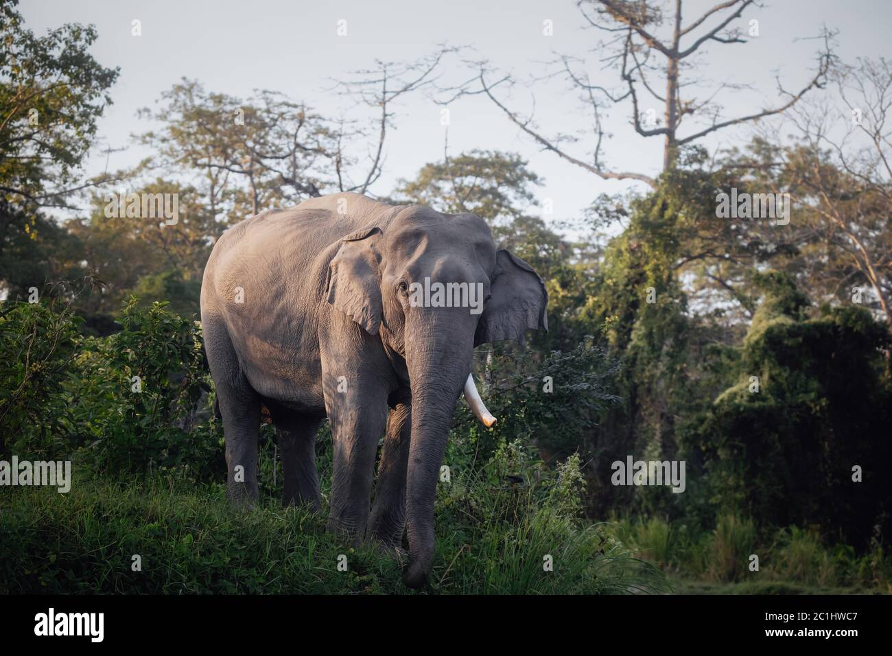 Elefante asiatico, Elephas maximus indicus, Assam, India Foto Stock