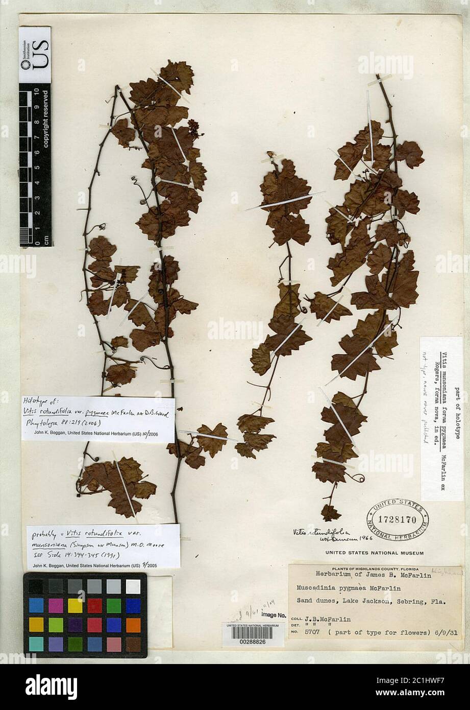 Vitis rotundifolia var pygmaea McFarlin ex DB Ward Vitis rotundifolia var pygmaea McFarlin ex DB Ward. Foto Stock
